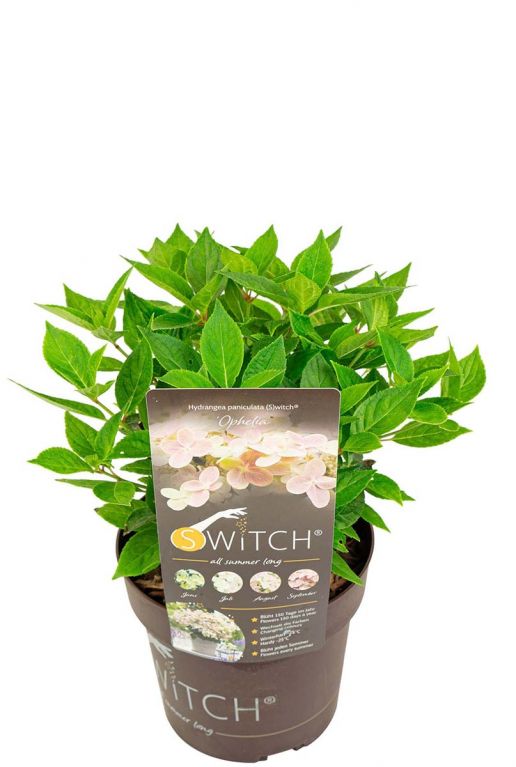 Hydrangea paniculata ophelia plant