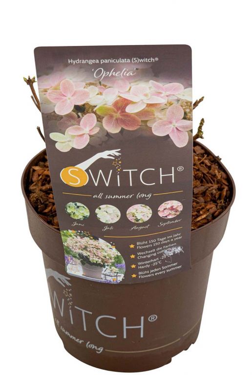 Hydrangea paniculata ophelia tuinplant