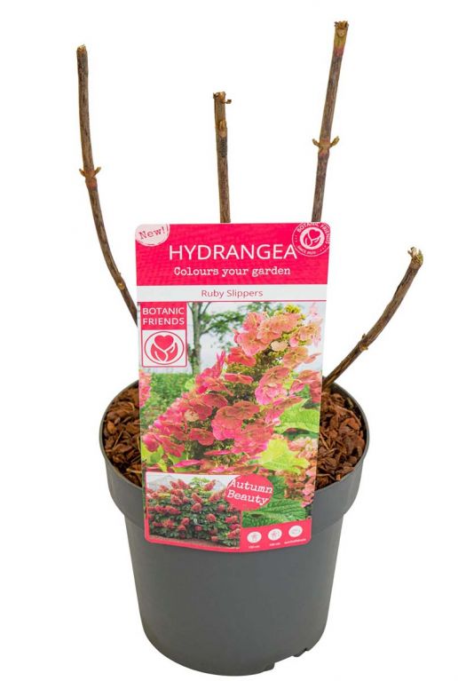 Hydrangea quercifolia ruby slippers