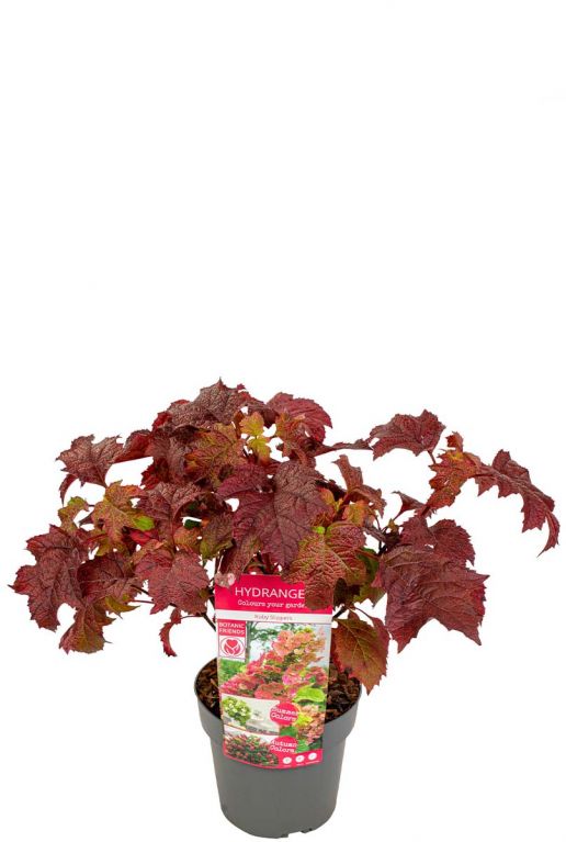 Hydrangea quercifolia ruby slippers blad