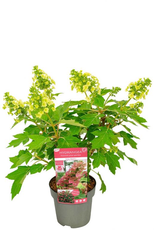 Hydrangea quercifolia ruby slippers plant