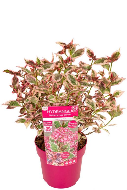 Hydrangea serrata euphoria pink p19 plant