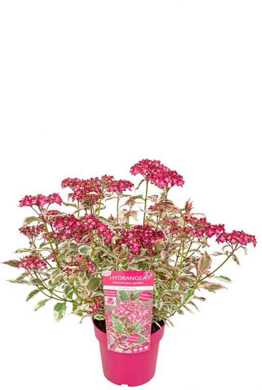 Hydrangea serrata euphoria pink p19 plants