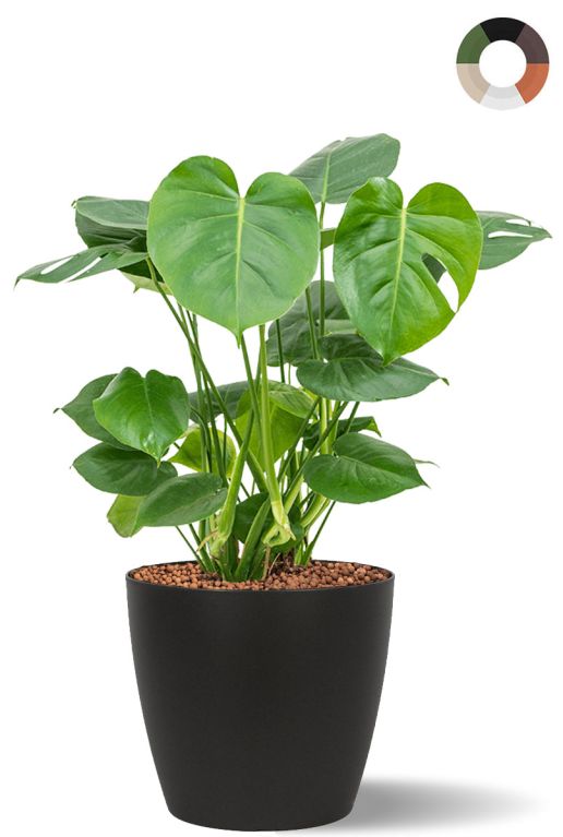 Hydroplant monstera in pot