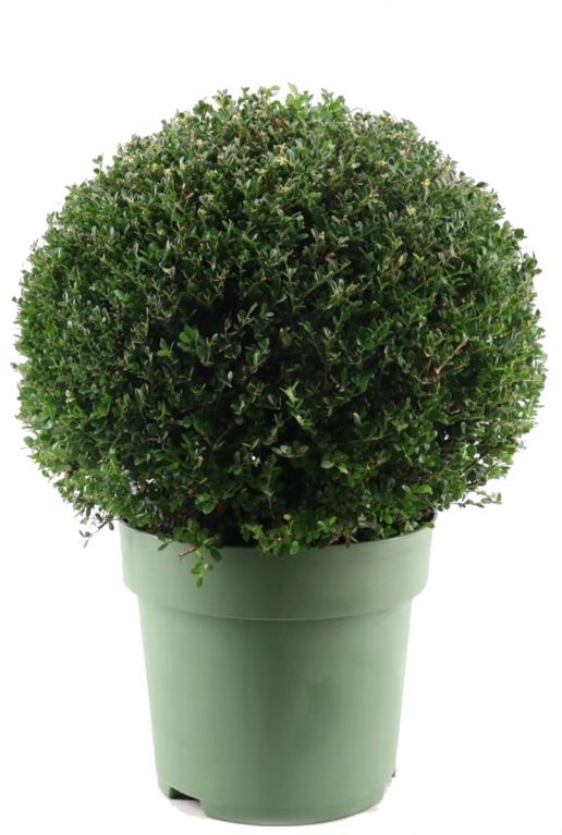 Ilex crenata ball p33