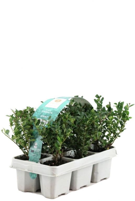 Ilex crenata jenny 6pack