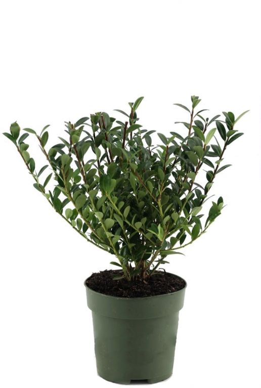 Epipremnum Pinnatum Global Green blad