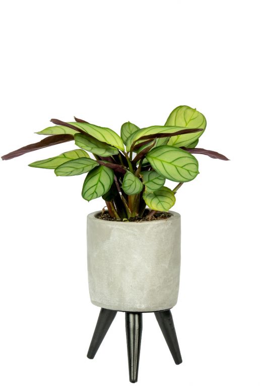 Imre-calathea