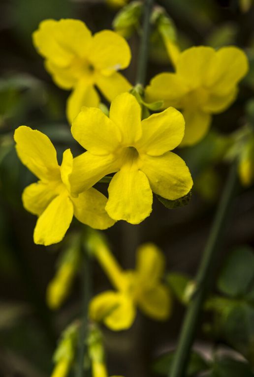 Jasminum nudiflorum 1