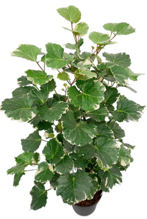 Aralia Balfourii