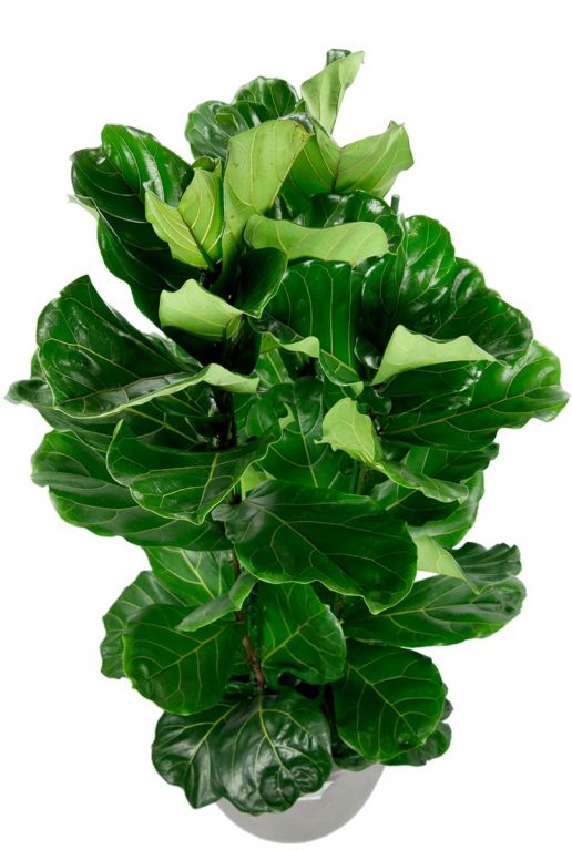 Kamerplant in pot met grote bladeren