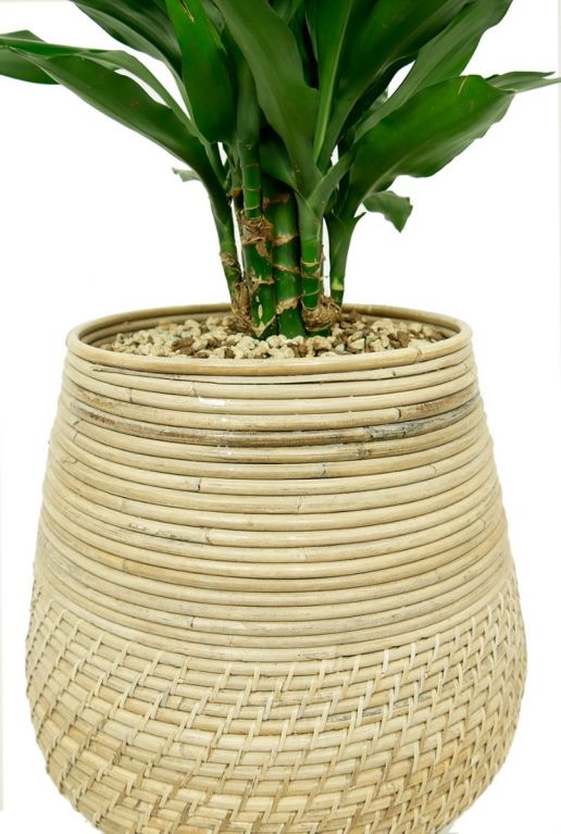 Kamerplant in rotan mand