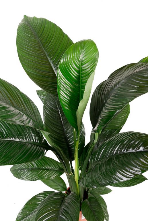 Kamerplant met grote bladeren 2