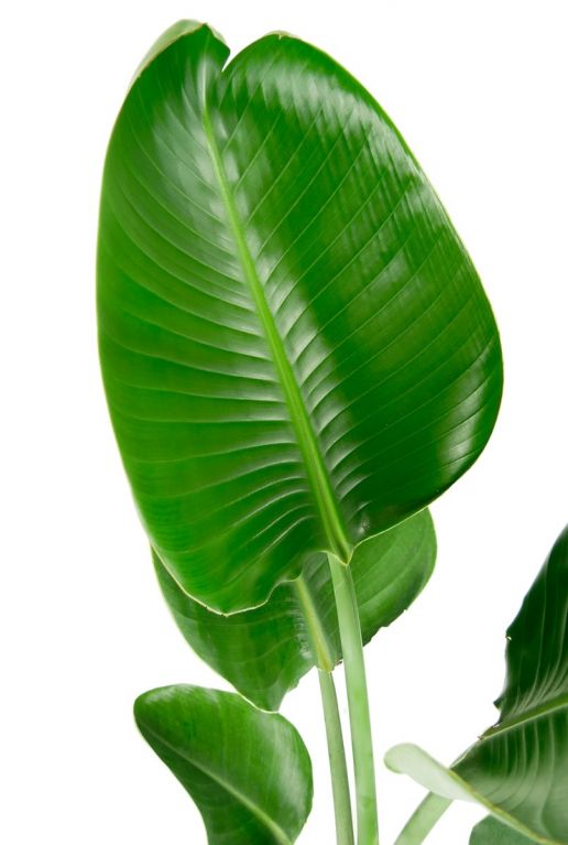 Kamerplant met grote bladeren 2 1