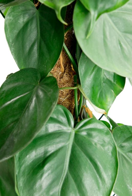 Hoya Krohniana Silver blad