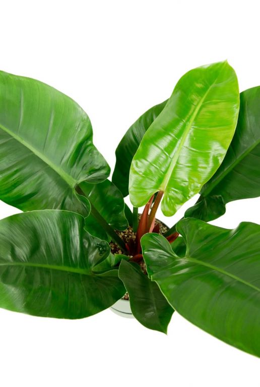 Kamerplant philodendron