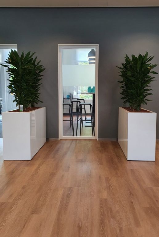 Kantoor roomdivider kamerplant