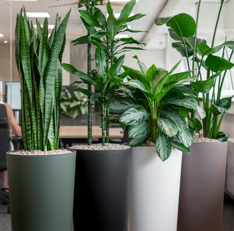 Kantoorplanten-in-gekleurde-potten 1