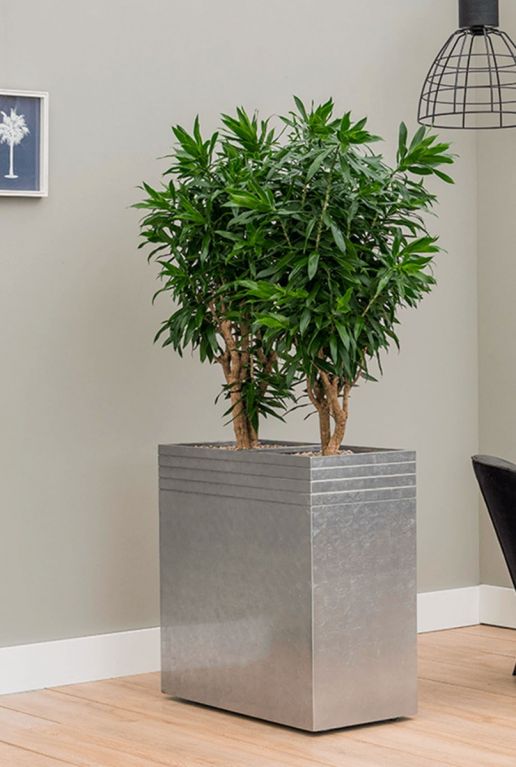 Kantoorplanten roomdivider kamerplanten