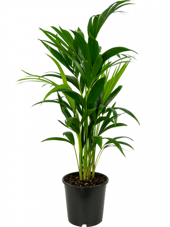 Kentia