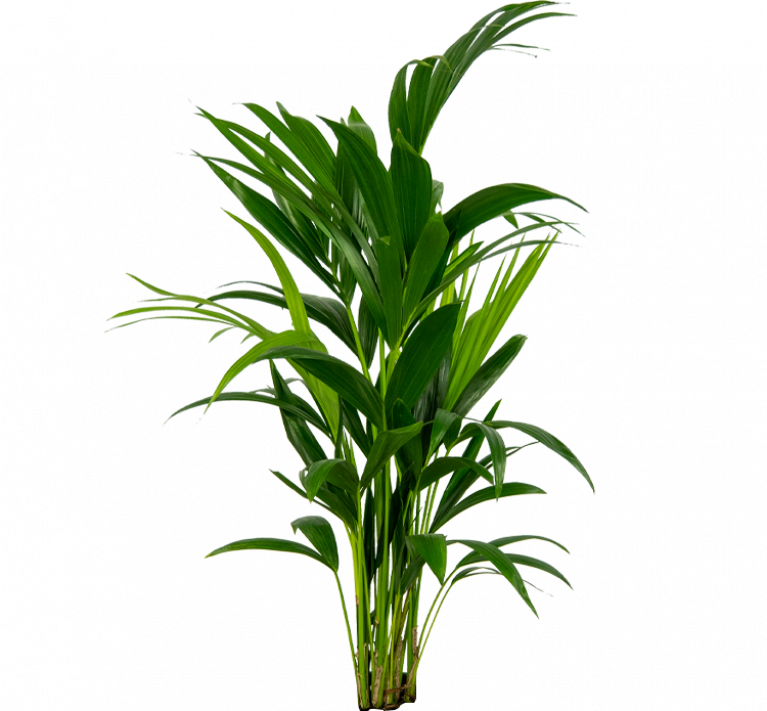 Kentia