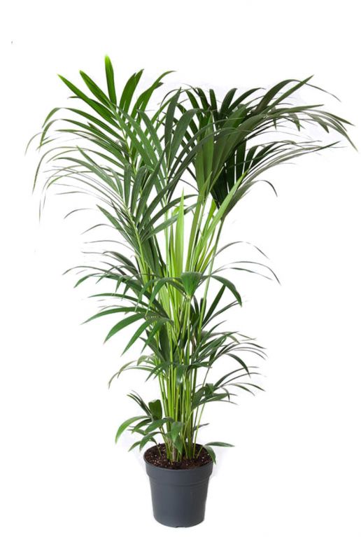 Kentia-palm-kamerplant
