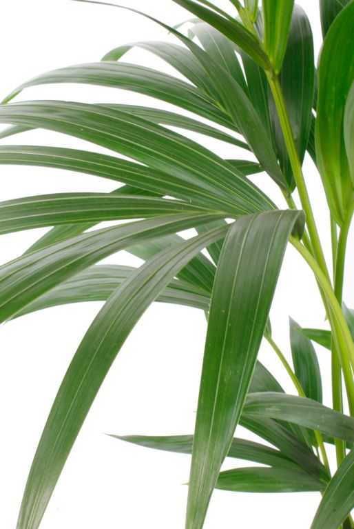 Langwerpige groene bladeren Palm