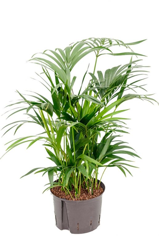 Kentia hydrocultuur plant