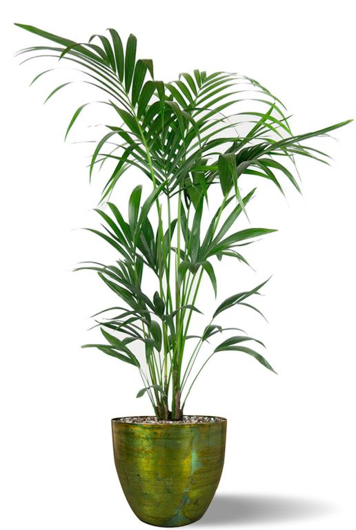 Kentia in bruce pot 1