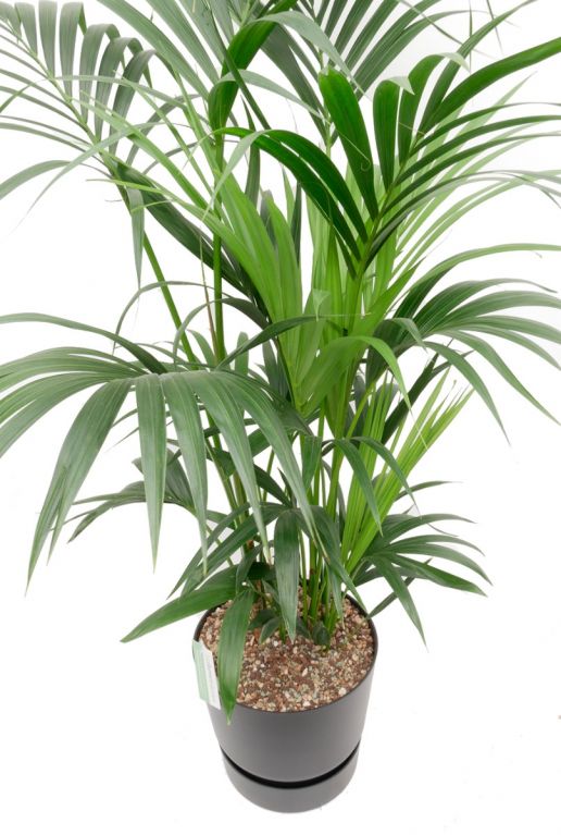 Kentie palm plant kopen in pot