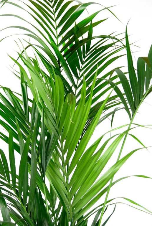 Kentia palm bladeren