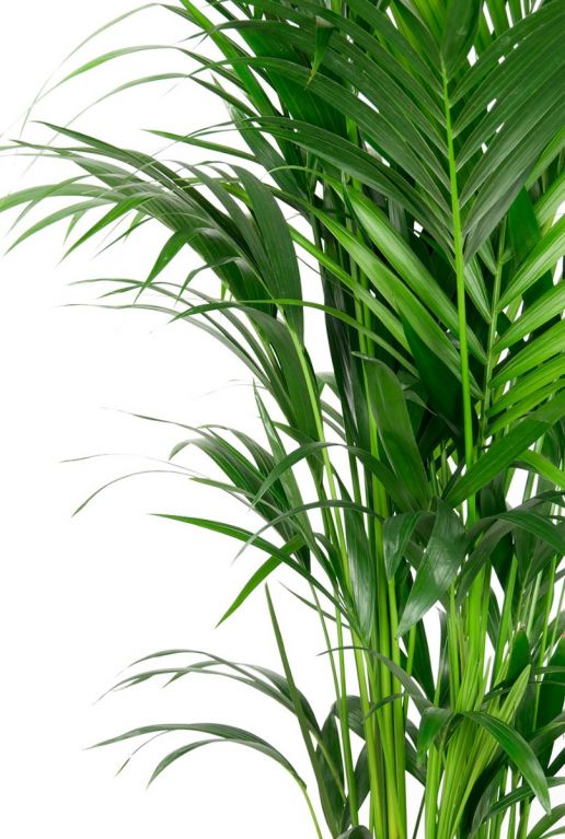 Kentia palm bladeren 1 3