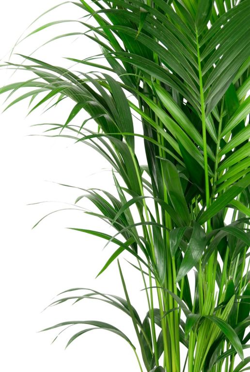 Kentia palm bladeren 1 8