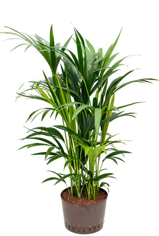 Kentia palm hydro kamerplant