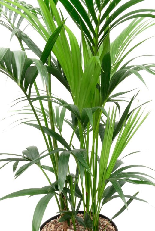 Kentia palm kopen in 123planten
