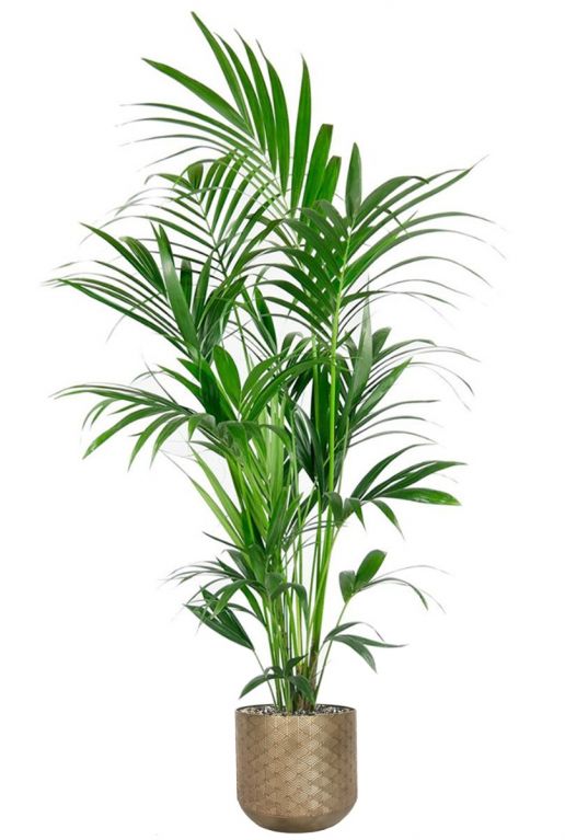 Kentia palm in pot 1