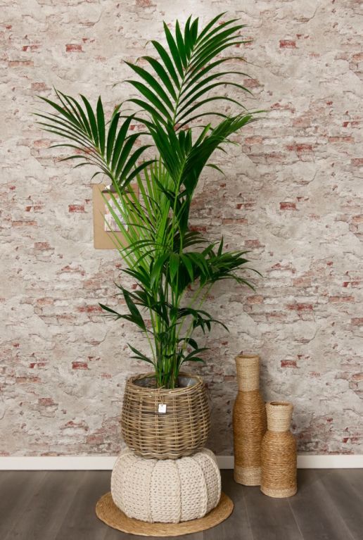 Kentia palm interieur kamerplant 1