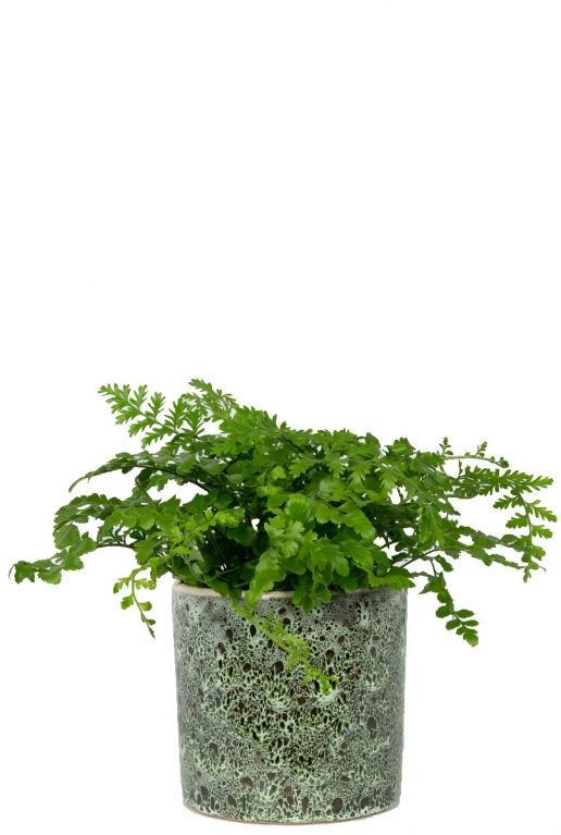 Keramieke plantenpot groen
