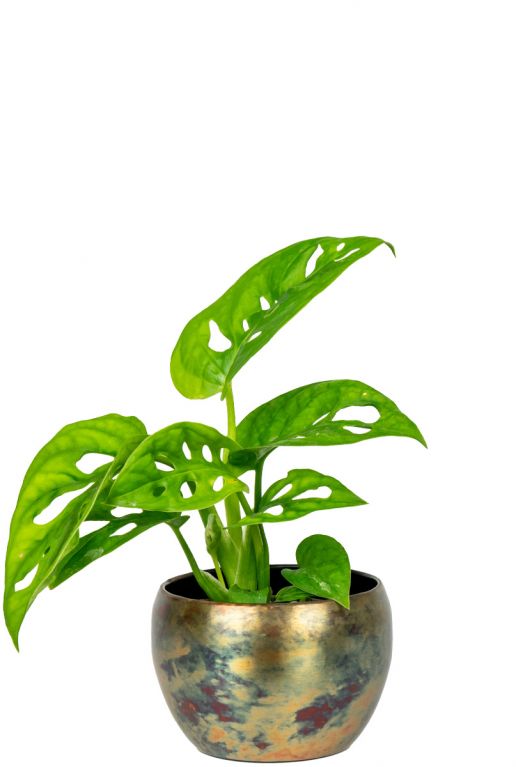 Kian-monstera