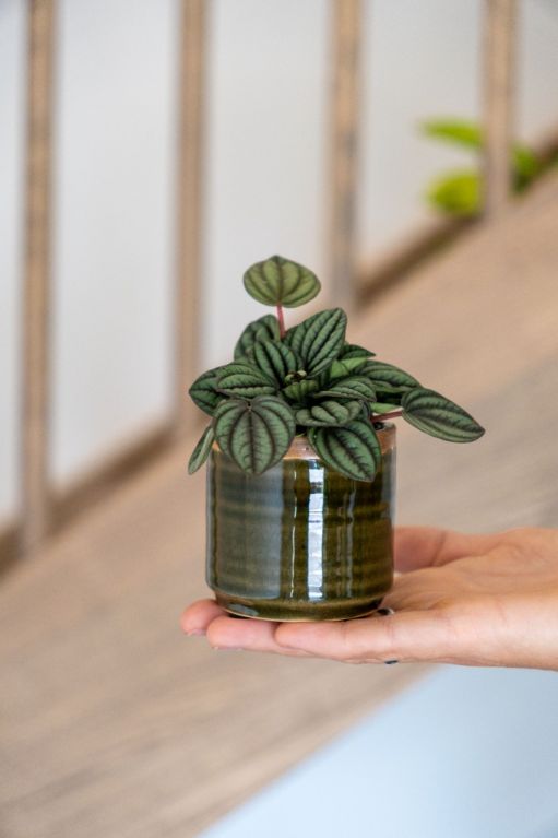 Klein groen bloempotje 1