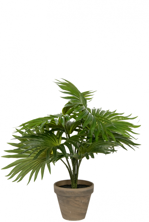 Kleine-palm-nep-plant