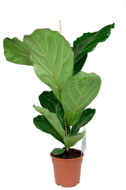 Kleine ficus lyrata plant