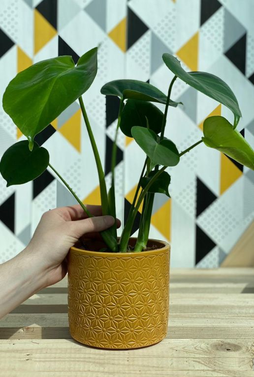 Kleine philodendron monstera gatenplant