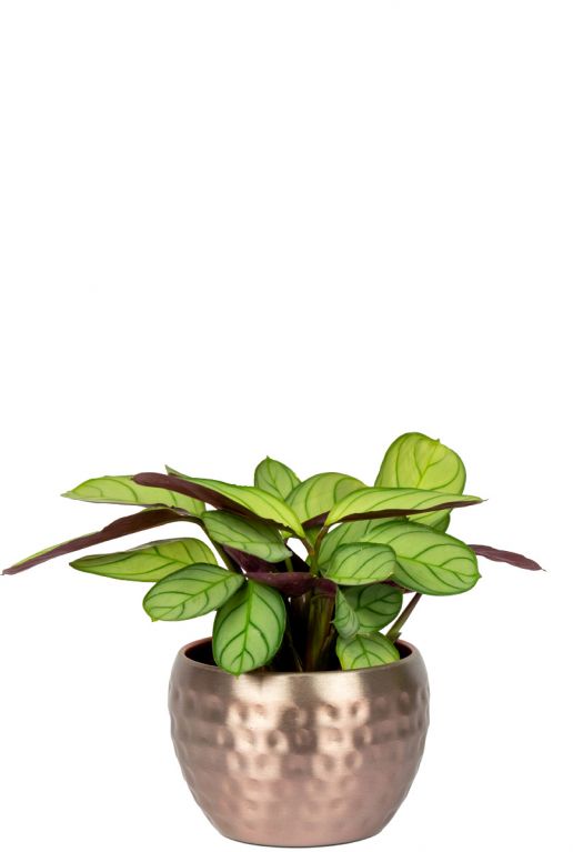 Kody-calathea-