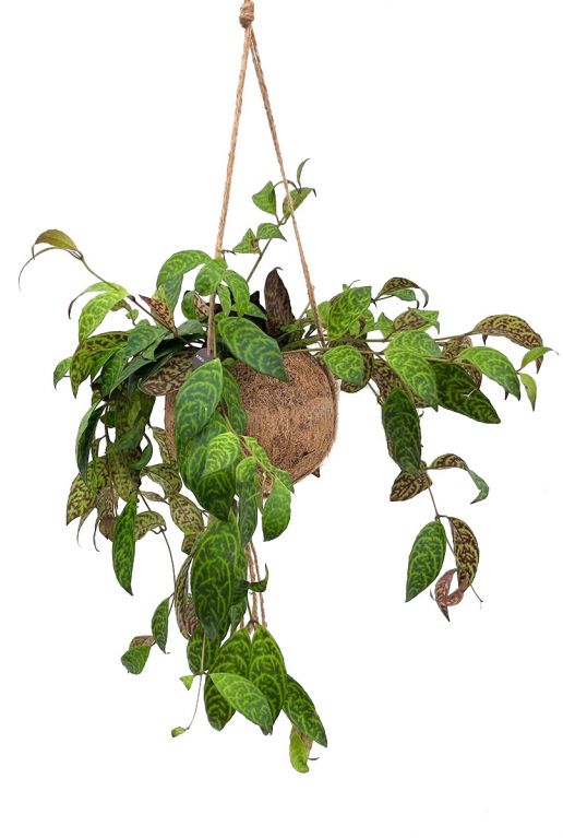 Kokodama aeschynanthus