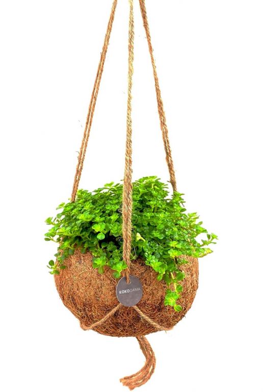 Kokodama depressa kamerplant 2