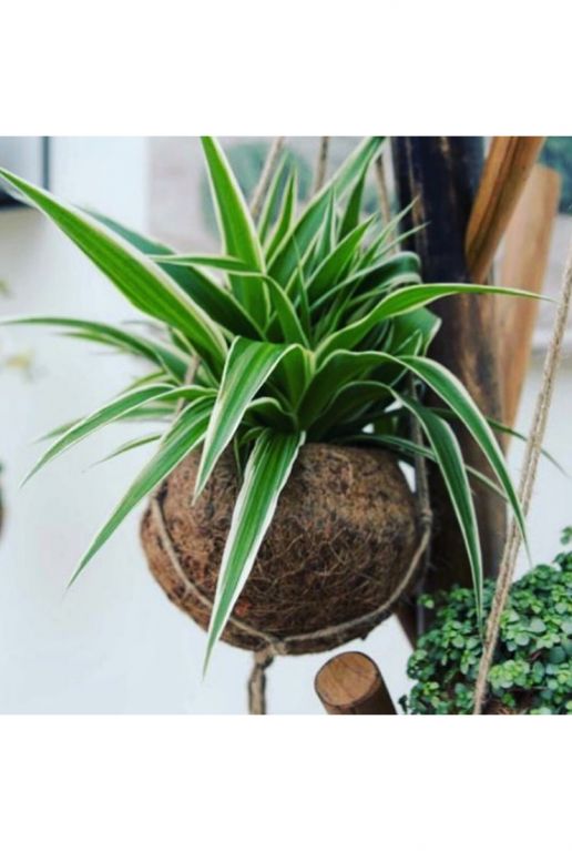 Kokodama plant in kokosnoot