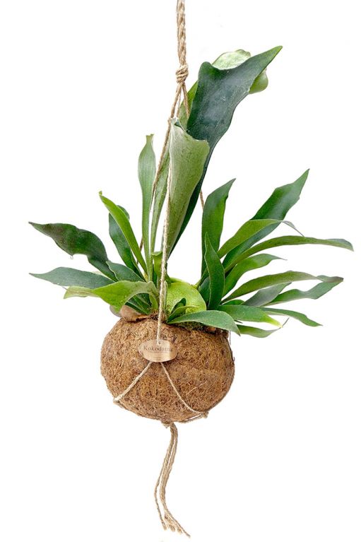 Kokodama platycerium hertshoorn