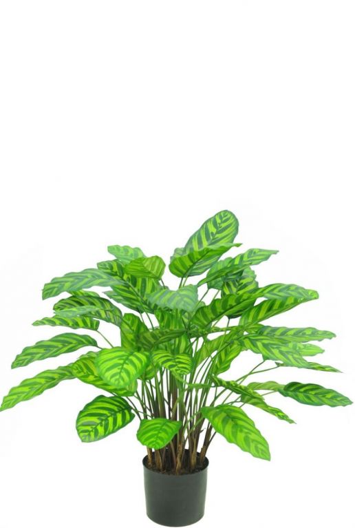 Kunst calathea makoyana sfeer