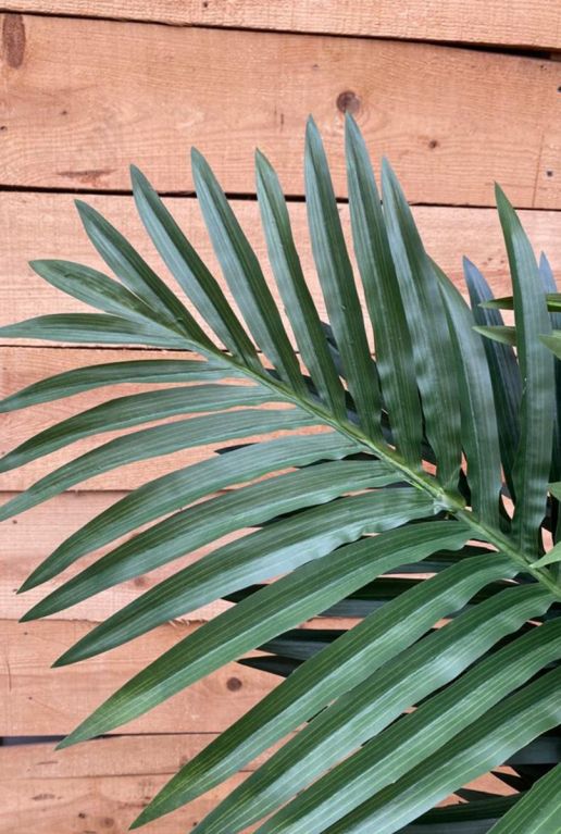 Kunstpalm blad